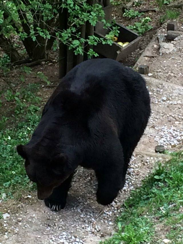Bruno, l'orso che aggredì il suo custode nel centro visita del Parco D'Abruzzo | VIDEO