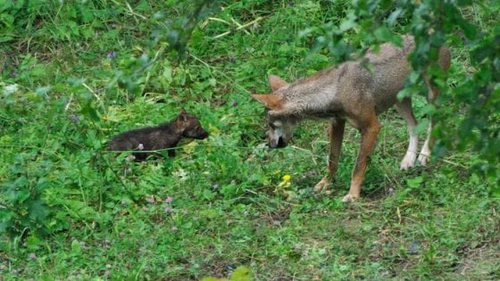Parco d'Abruzzo, i cinque cuccioli di lupo "uccisi da un altro animale"