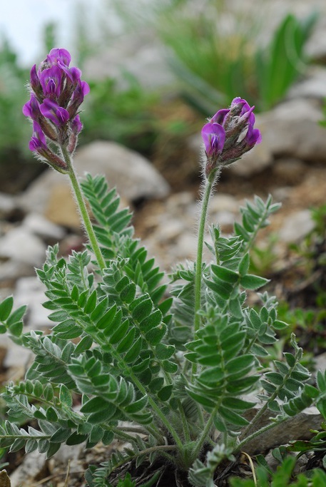 Nuova pianta scoperta in Abruzzo, la “Oxytropis ocrensis” è un esemplare unico al mondo