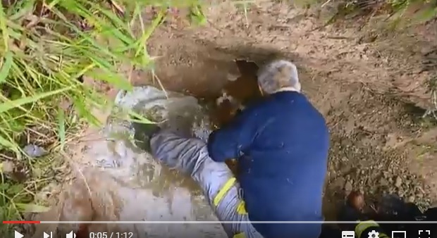 Vigili del Fuoco salvano due cani ed una volpe incastrati in un tubo | VIDEO