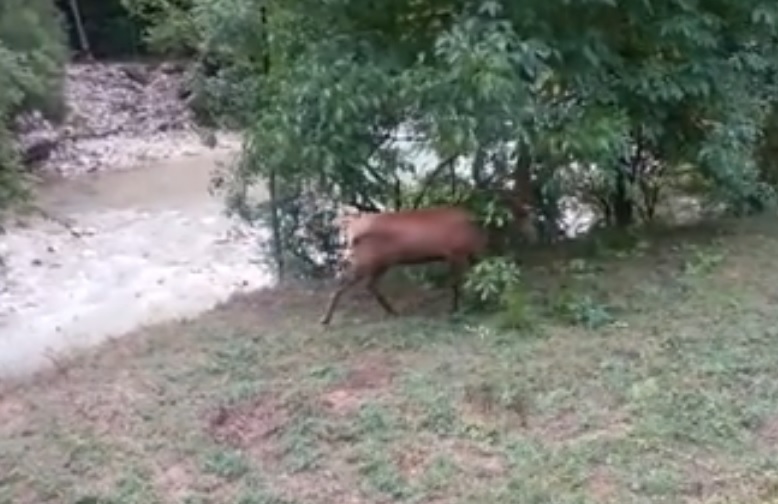 Uno splendido esemplare di cervo a spasso nel Parco | VIDEO