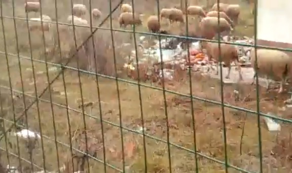 Avezzano: pecore pascolano in una discarica abusiva. "Che salubrità possono avere le loro carni?" | VIDEO