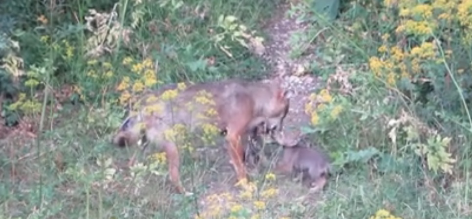 Cuccioli di lupo giocano con la mamma