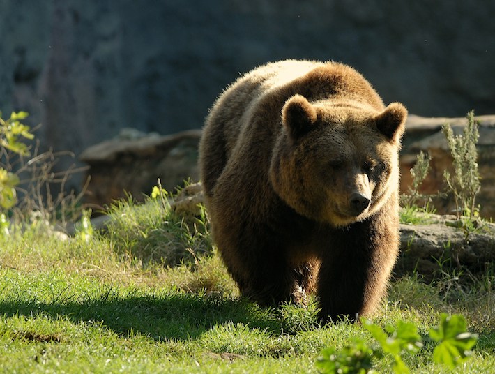 Orso-bruno-_-Foto-Massimiliano-Di-Giovanni-Archivio-Bioparco-18