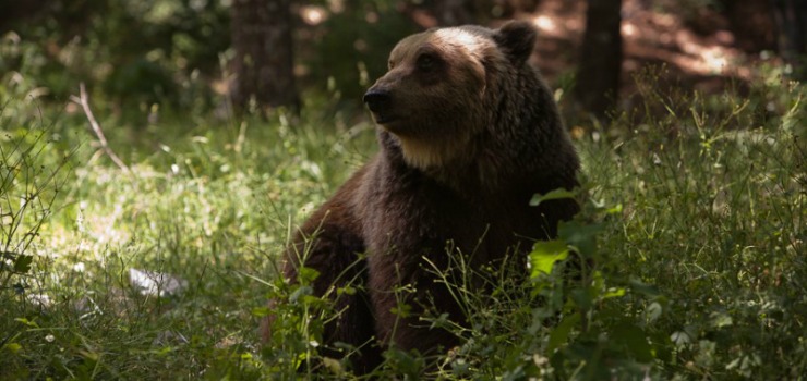 Orso-marsicano