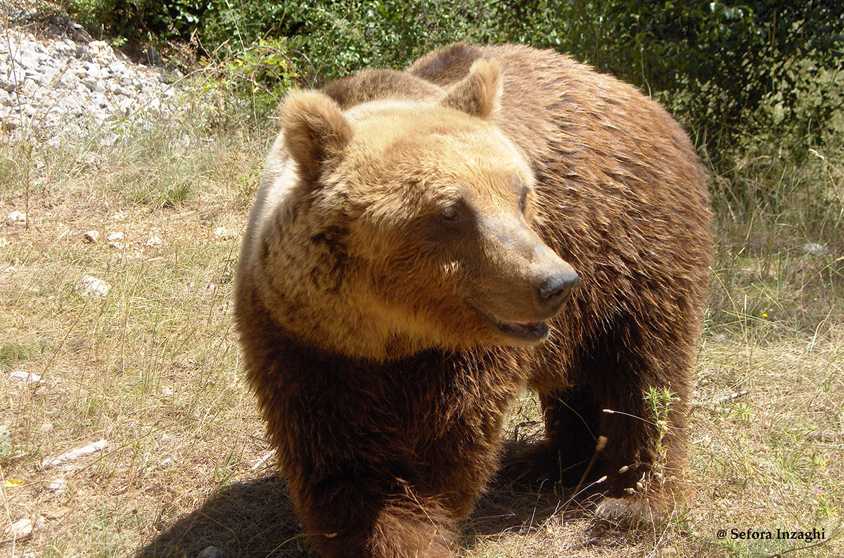 I consigli del WWF per una pacifica convivenza tra uomo e orso