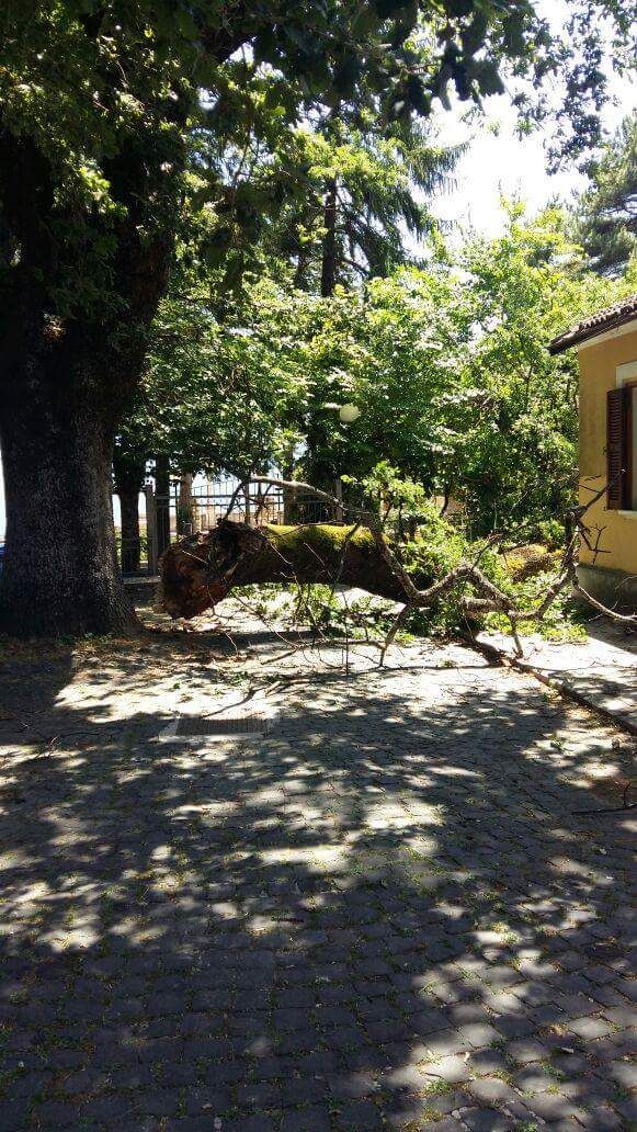 Si stacca un enorme ramo da una quercia secolare, tragedia sfiorata a Civita d'Antino