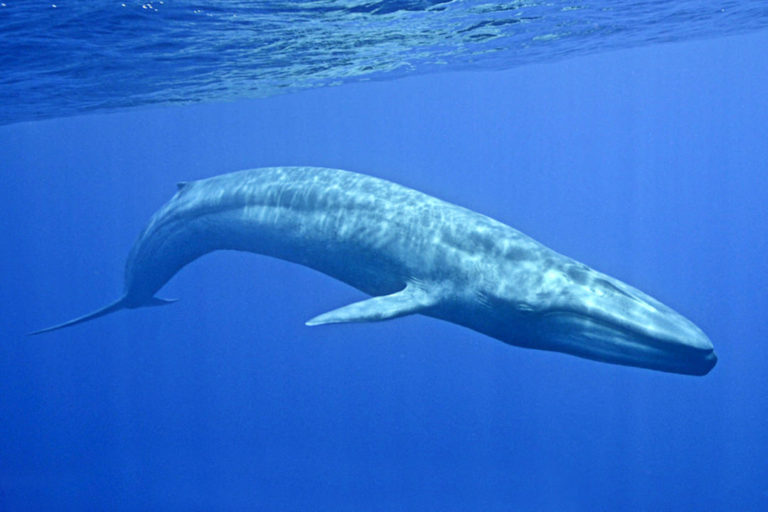blue_whale_