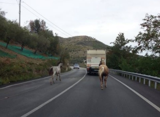 Cavalli in fuga sulla circonvallazione, paura tra gli automobilisti