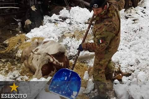 Emergenza neve Pescina, morte decine di capi di bestiame. Il vicesindaco: "Non lasciate soli gli allevatori"
