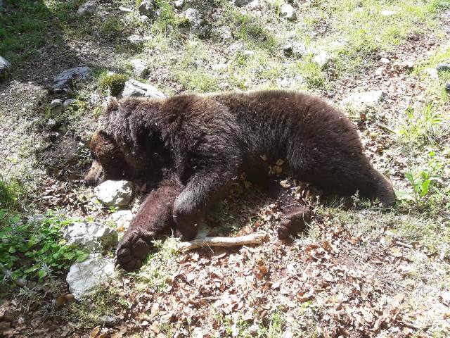 Morto un orso marsicano a Campoli Appennino