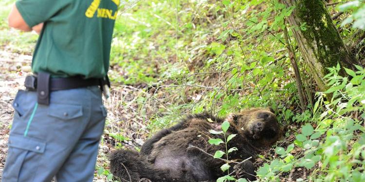 Si apre il processo per il bracconiere che nel 2014 uccise un orso marsicano