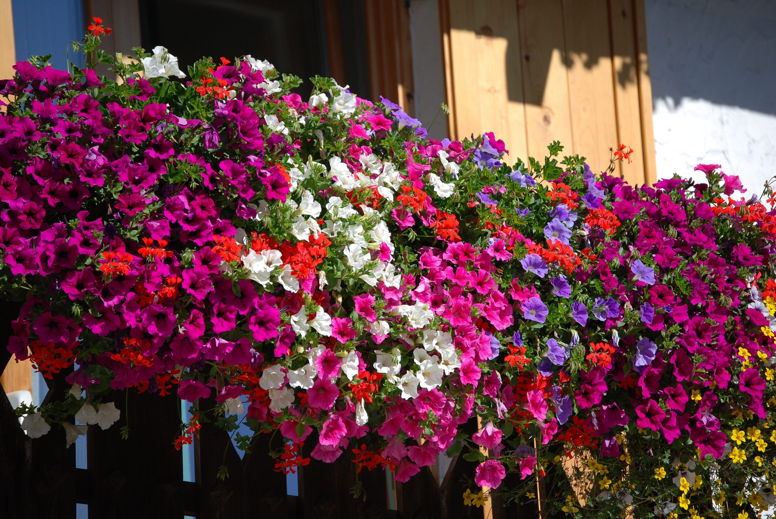 Il borgo di Sante Marie diventa una giardino colorato con il concorso “Balconi & Angoli fioriti”
