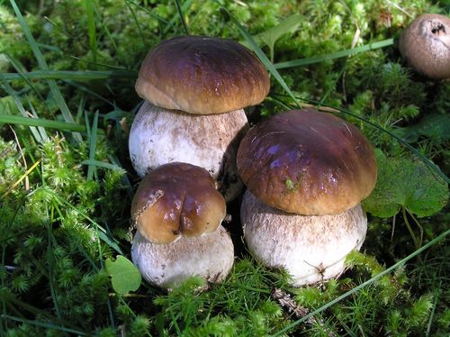 Commestibilità funghi raccolti nei boschi, Asl raddoppia il servizio