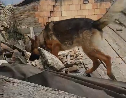 Kaos il cane eroe del terremoto di Amatrice è stato avvelenato