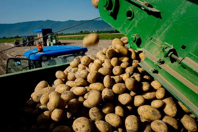 Le patate del Fucino IGP protagoniste alla fiera agroalimentare di Lanciano