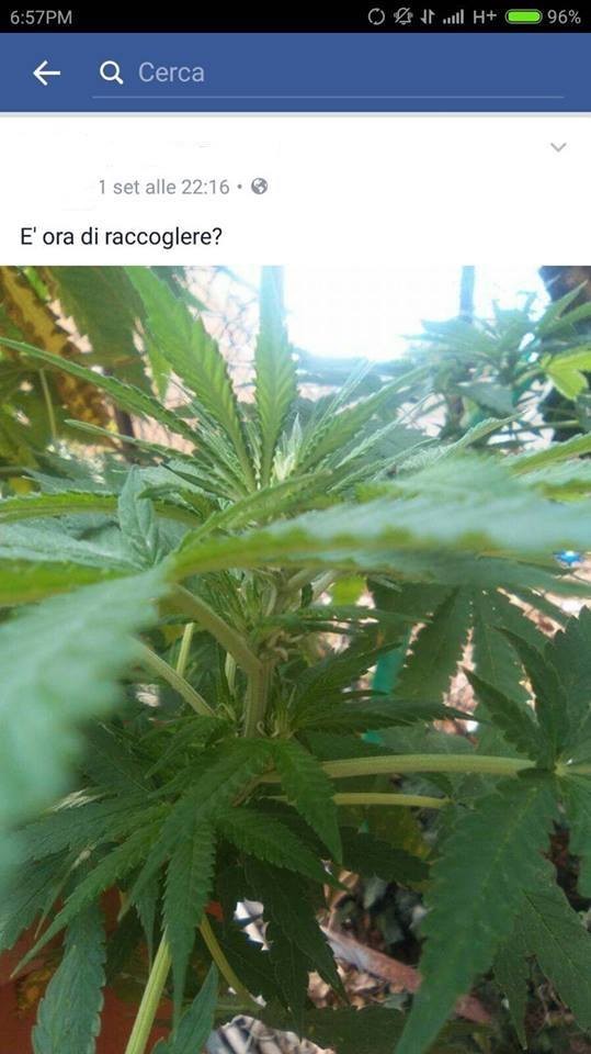 Pubblica la foto della marijuana su Facebook, denunciato dai carabinieri