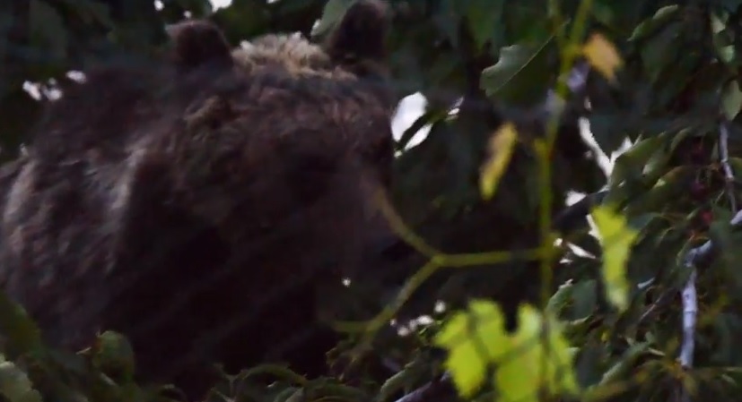 Video dell'Orsa Amarena che mangia le ciliegie arrampicandosi su un albero
