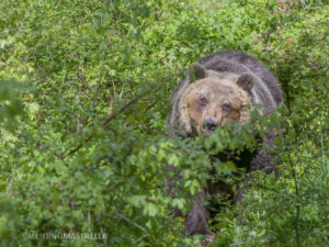 L’orsa Yoga, trasferita dall’area faunistica di Villavallelonga