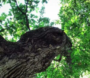 La Quercia di Donato ha 750 anni ed è uno gli alberi monumentali più vecchi d'Abruzzo