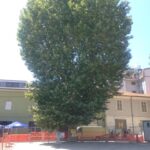 Piazza del Mercato a Avezzano. Il Co.n.al.pa. "Abbattere alberi storici è un delitto contro la collettività"