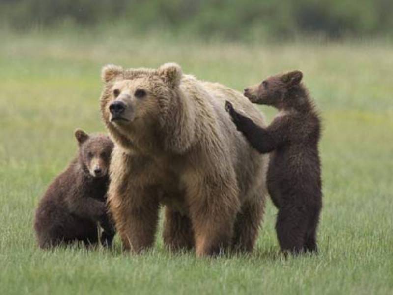 2019 anno da record per l'orso marsicano, 9 le femmine che si sono riprodotte, 16 i cuccioli contati