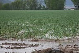 Maltempo: Coldiretti nel Fucino danni all'agricoltura, patate carote e finocchi distrutti dall'ultima pioggia