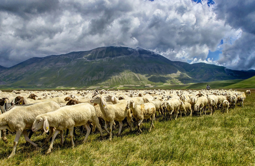 Coronavirus , Coldiretti "A Pasqua l'agnello salva mille pastori abruzzesi"