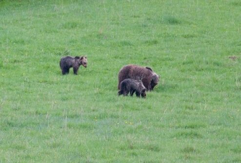 La famiglia di orsi, una femmina con 3 piccoli non si è ricongiunta