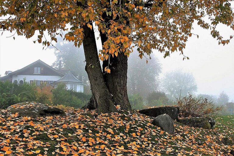 autunno-foglie-nebbia-1