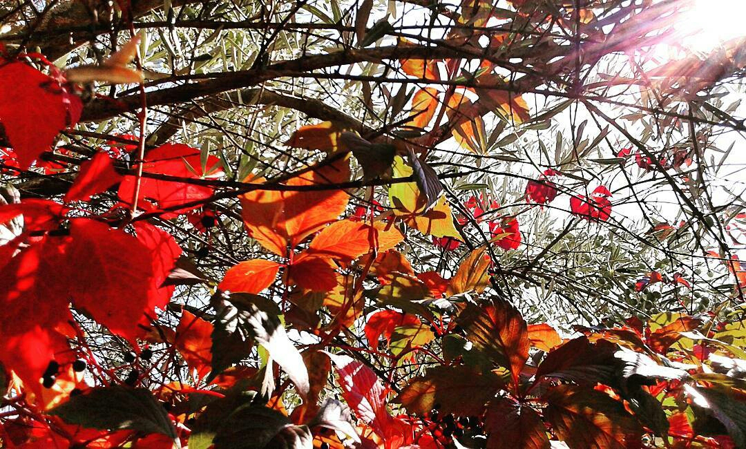 Foliage, lo spettacolo delle foglie d'autunno nei boschi della Marsica