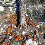 Alberi sradicati e crollati sulla montagna di Scurcola Marsicana