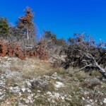 Alberi sradicati e crollati sulla montagna di Scurcola Marsicana