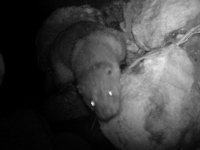 Immagine di lontra da fototrappola