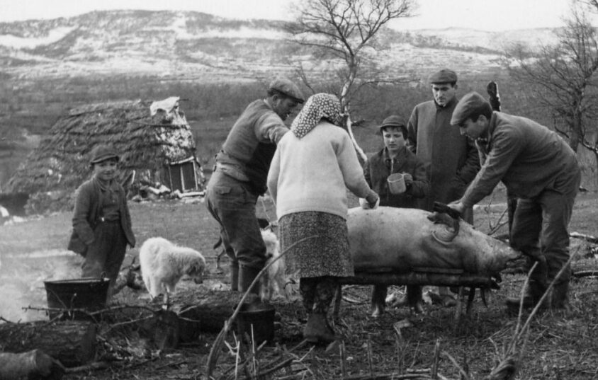 Gennaio, è tempo di provviste per l’inverno con il tradizionale sacrificio del maiale