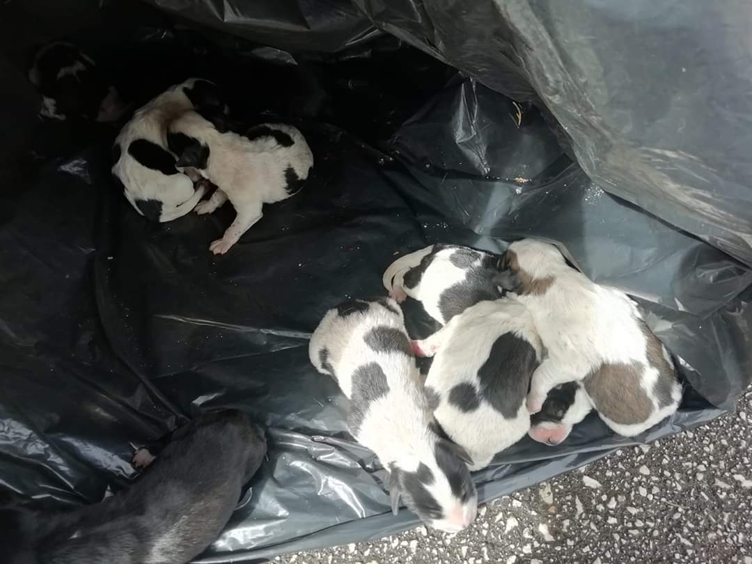 Serve latte per 8 piccoli cuccioli ritrovati in un sacco nero di plastica