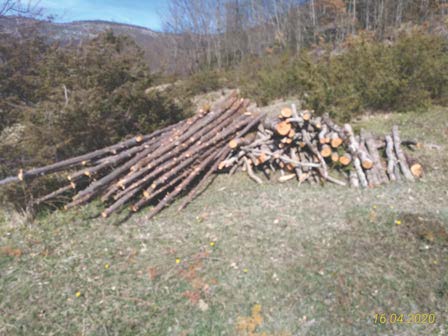 Tagliavano legna senza autorizzazione nel territorio del parco, denunciati due uomini