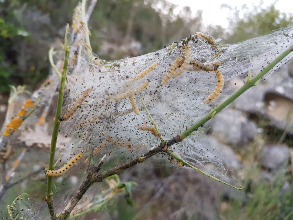 Il Comune di Avezzano dispone l'eliminazione dei nidi di processionaria e l'abbattimento di alberi pericolanti nella Pineta