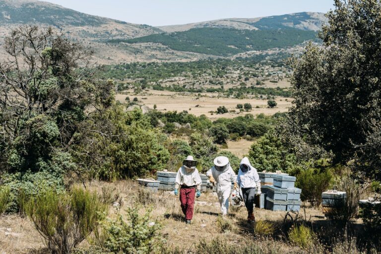 Beekeepers working collect honey.