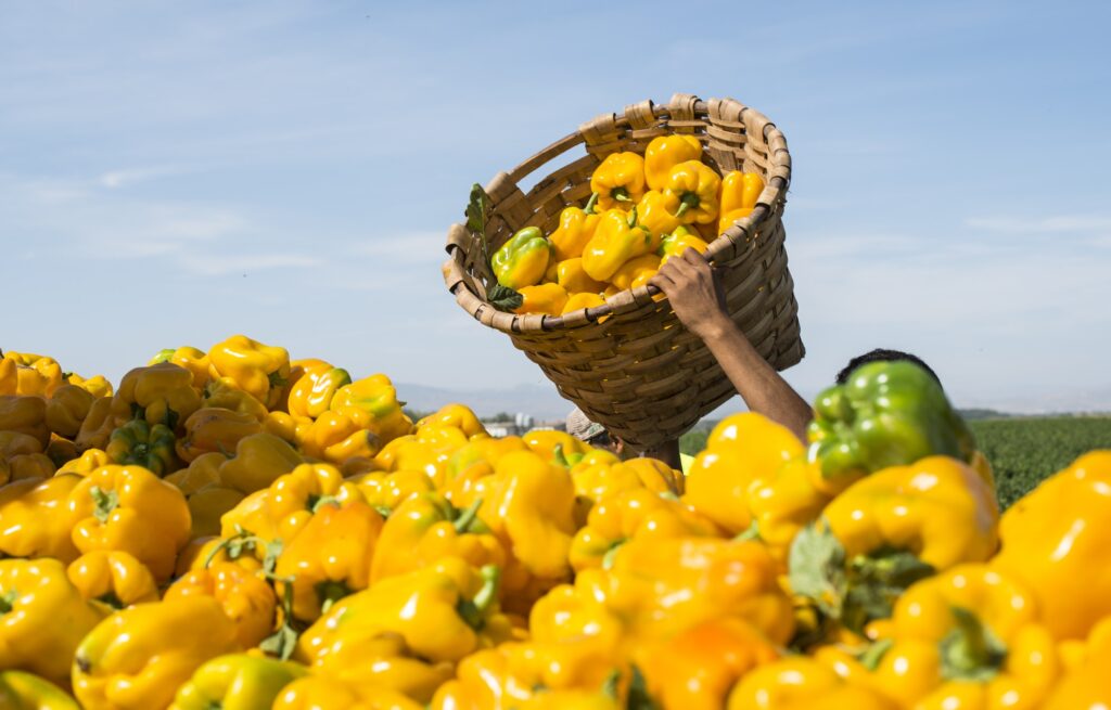 Picking peppers on agriculture field