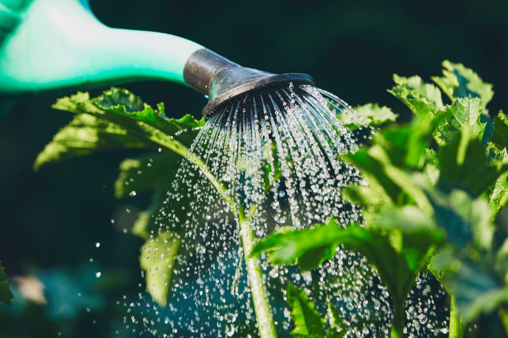 Watering of the garden