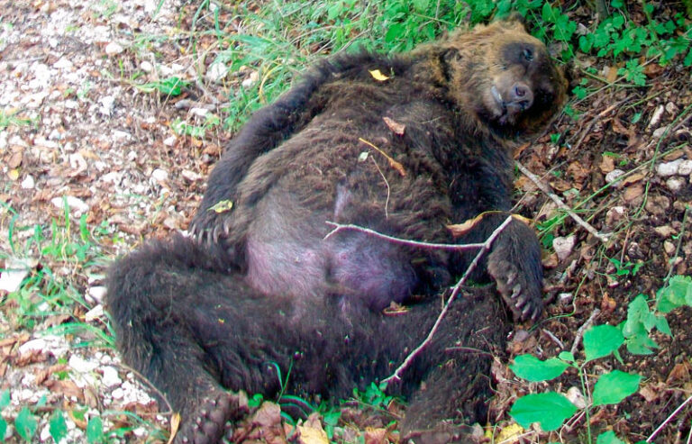 orso ucciso a Pettorano sul Gizio