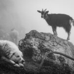 Il racconto fotografico di Mauro Cironi sull'ultimo pastore della Majella premiato al Banff Mountain Film Festival