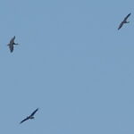 Fauna, forte migrazione in abruzzo ieri 17 rare cicogne nere