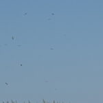 Fauna, forte migrazione in abruzzo ieri 17 rare cicogne nere