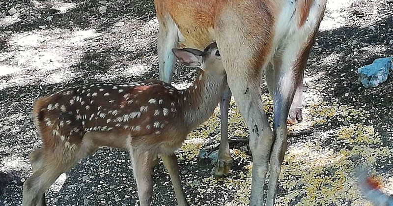 C'è un nuovo nato a Lecce nei Marsi, è un cerbiatto e si chiama Bambi