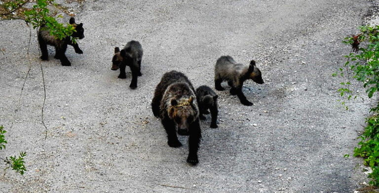 L'orsa Amarena e i suoi cuccioli a spasso sull'Autostrada dei Parchi