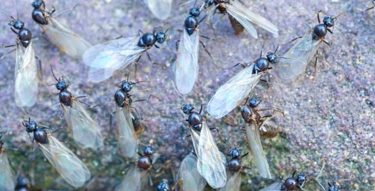 formiche-volanti
