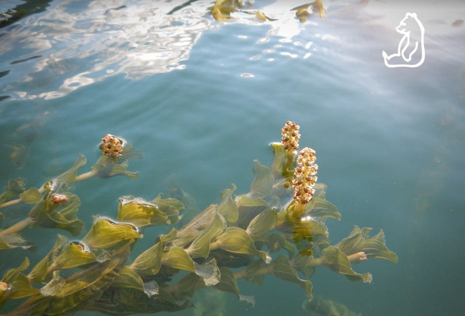La collaborazione fra il Parco e l’ENEL sta favorendo la biodiversità del Lago di Barrea