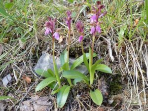 Le nostre montagne raccontano le orchidee spontanee del Parco Naturale Regionale Sirente-Velino